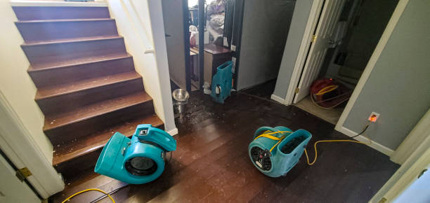 Best Mold removal after water damage  in Bridgeview, IL
